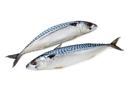 Frozen Mackerel  / Titus / Scumbia Fish