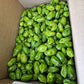 Habanero Pepper - Green