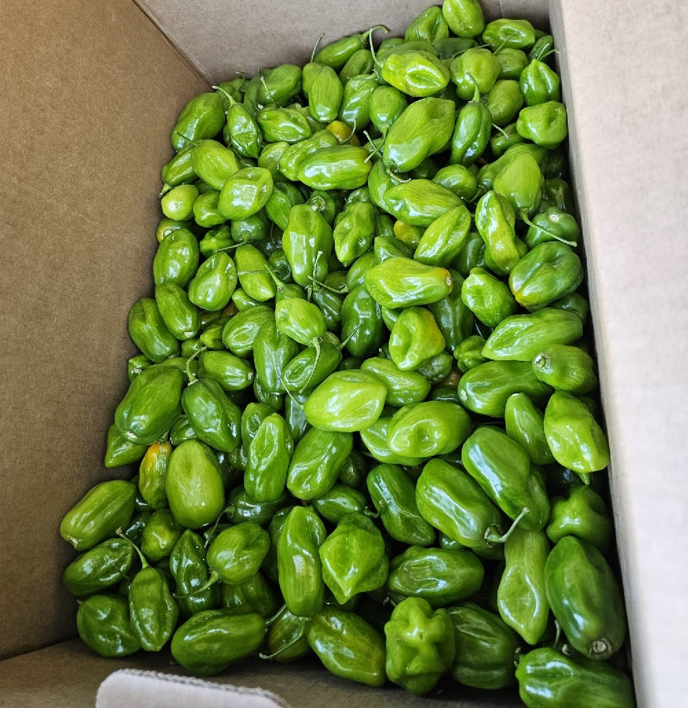 Habanero Pepper - Green