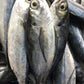 Horse Mackerel / Kote / Shiny / Thomson Fish