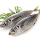 Horse Mackerel / Kote / Shiny / Thomson Fish