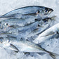 Horse Mackerel / Kote / Shiny / Thomson Fish