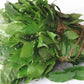 Dried Ukazi Leaves