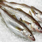 Whiting Fish