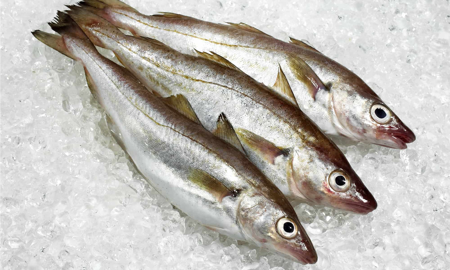Whiting Fish