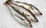Whiting Fish