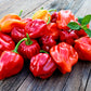 Habanero Pepper - Red