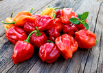 Habanero Pepper - Red