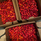 Habanero Pepper - Red