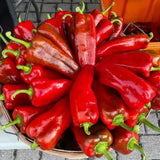 Shepherd Pepper | Tatashe