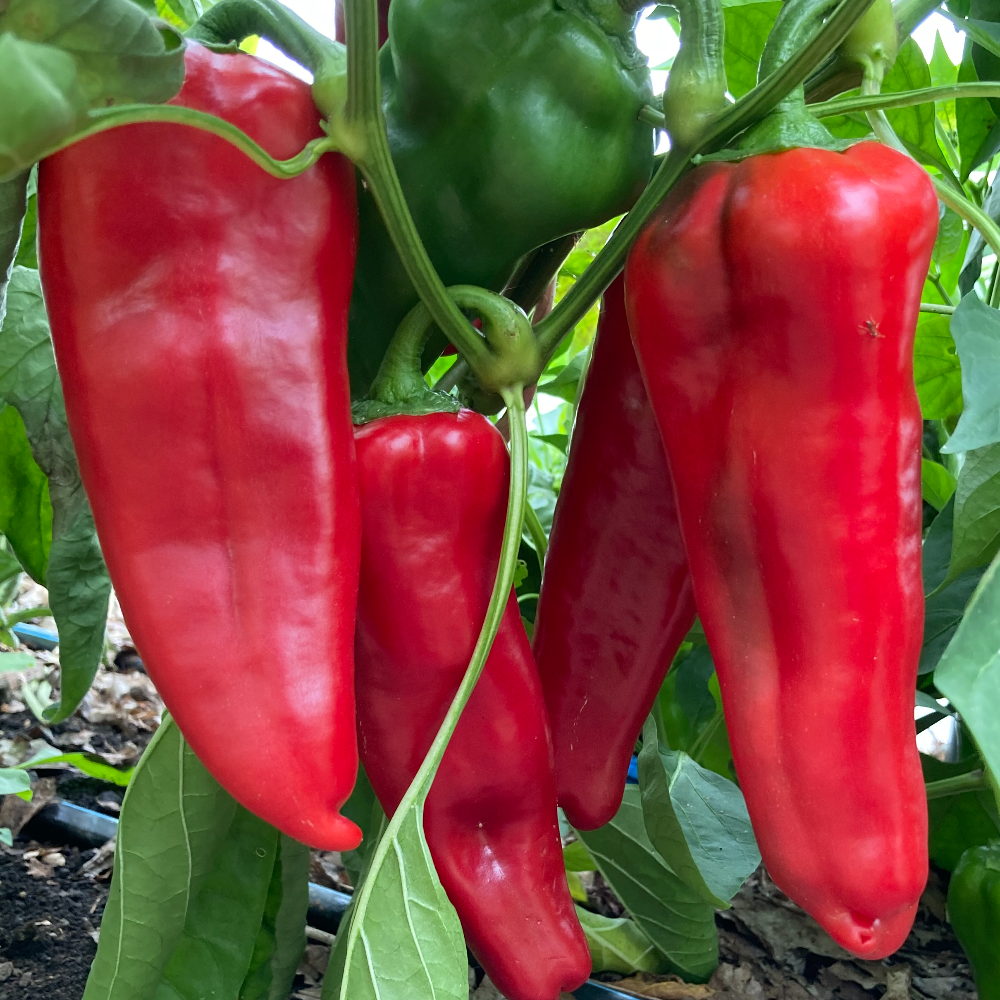 Shepherd Pepper