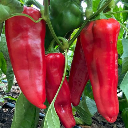 Shepherd Pepper | Tatashe