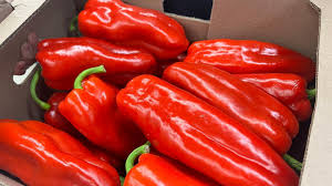 Shepherd Pepper