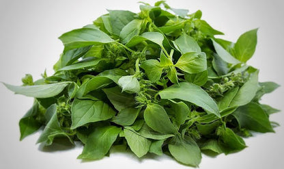 African Basil |Scent Leaf | Ncahnwu | Effirin | Massep |