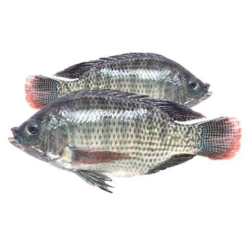 Frozen Tilapia Fish - Farmed