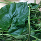Dried Utazi Leaves