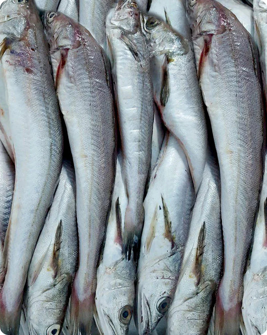 Whiting Fish