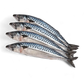 Frozen Mackerel  / Titus / Scumbia Fish