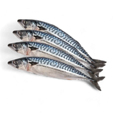 Frozen Mackerel  / Titus / Scumbia Fish