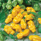 Habanero Pepper –  Yellow