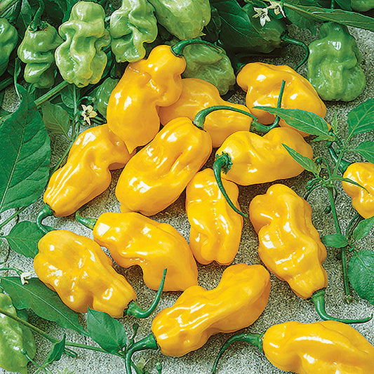 Habanero Pepper – Yellow