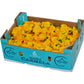 Habanero Pepper – Yellow