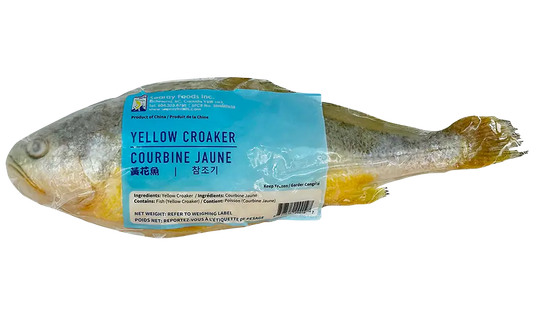 Frozen Yellow Croaker Fish (Head-On)