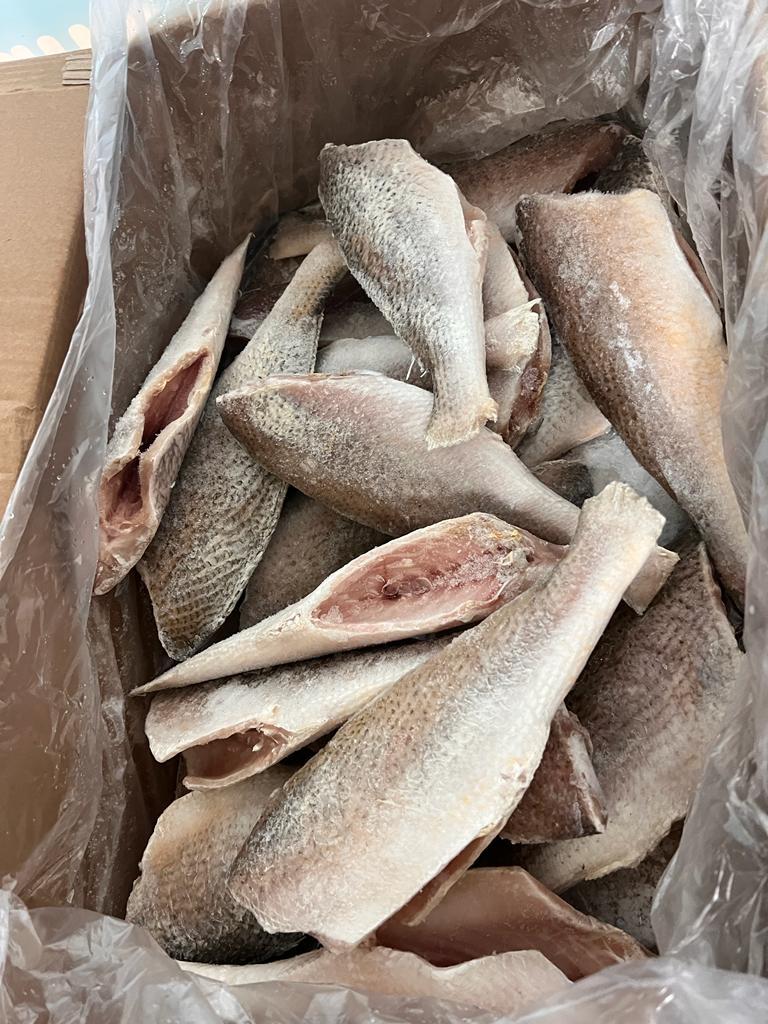 Croaker Fish - Head-Off