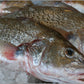 Croaker Fish - Head-On