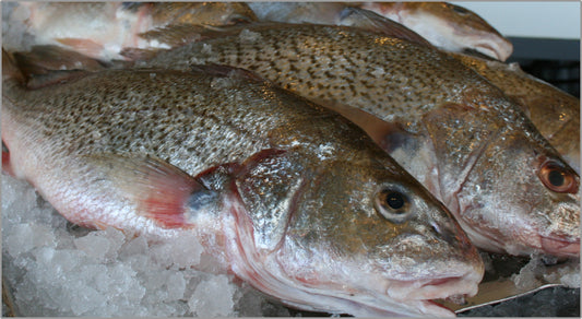 Croaker Fish - Head-On