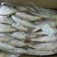 Croaker Fish - Head-On