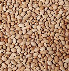 Beans - Drum / Brown