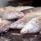 Croaker Fish - Head-On