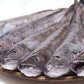 Hake / Panla / Merluza  Fish (Head-On)