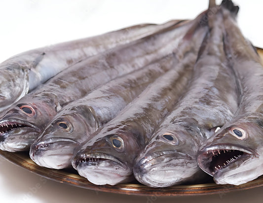 Hake / Panla / Merluza  Fish (Head-On)