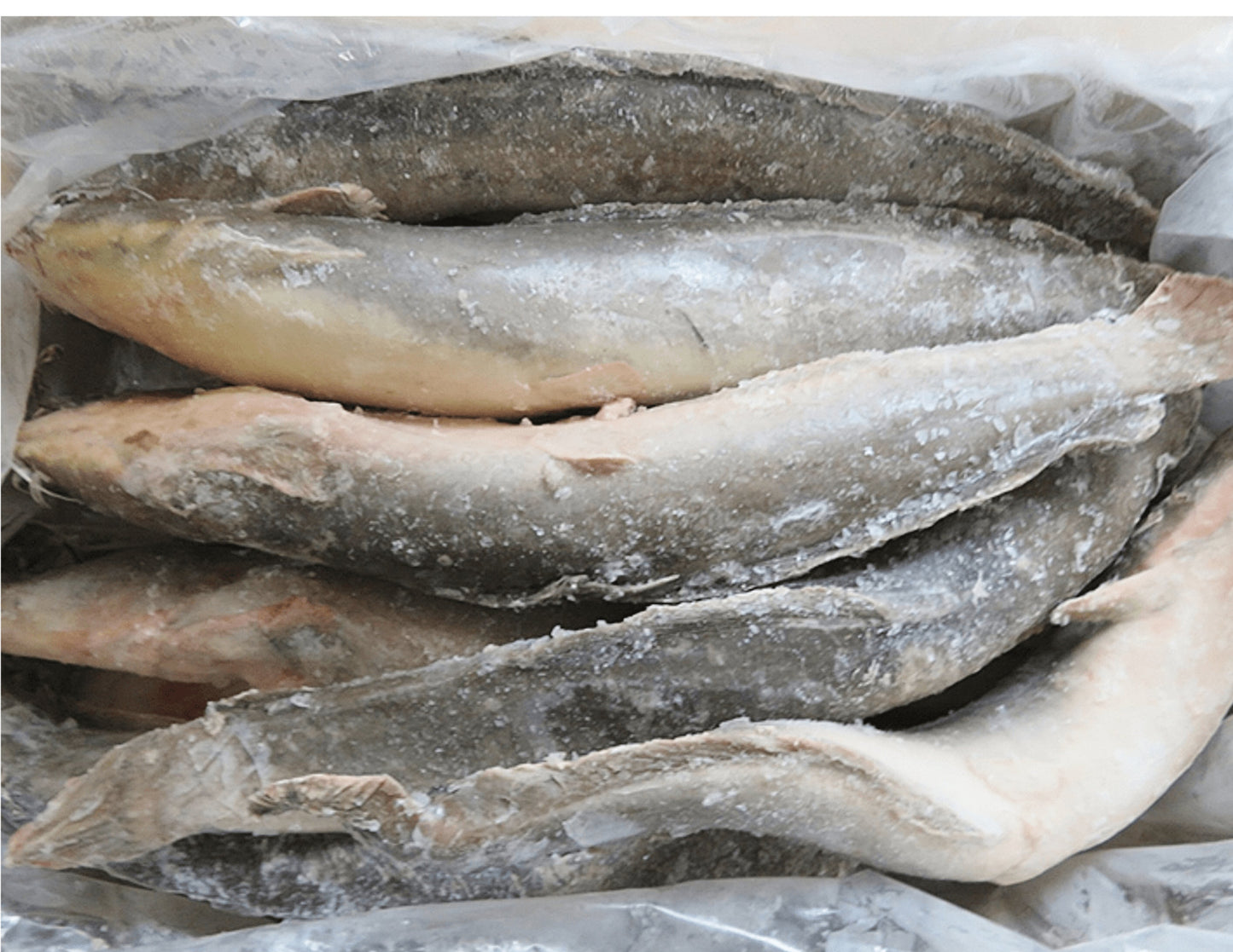 Frozen Catfish - Head-On