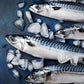 Frozen Mackerel  / Titus / Scumbia Fish
