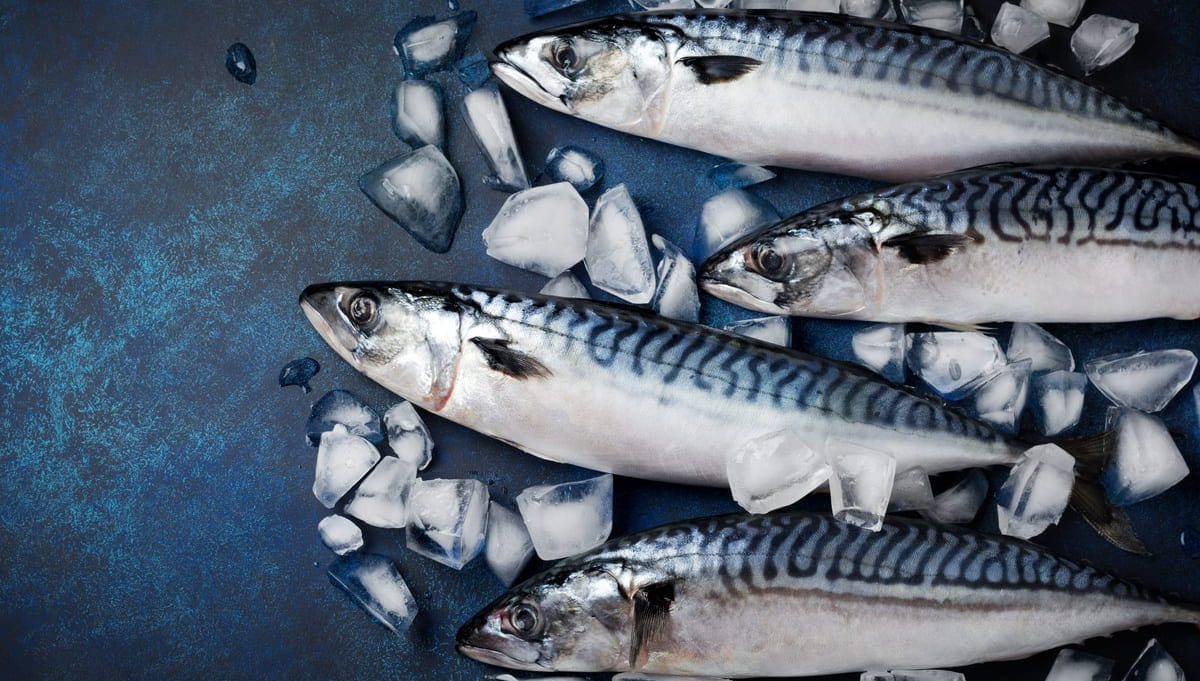 Frozen Mackerel  / Titus / Scumbia Fish
