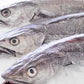 Hake / Panla / Merluza  Fish (Head-On)