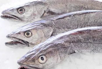 Hake / Panla / Merluza  Fish (Head-On)