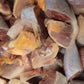 Hard Chicken - Chunks