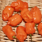 Habanero Pepper - Orange