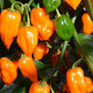 Habanero Pepper - Orange