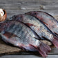 Frozen Tilapia / Koobi Fish - Wild Caught