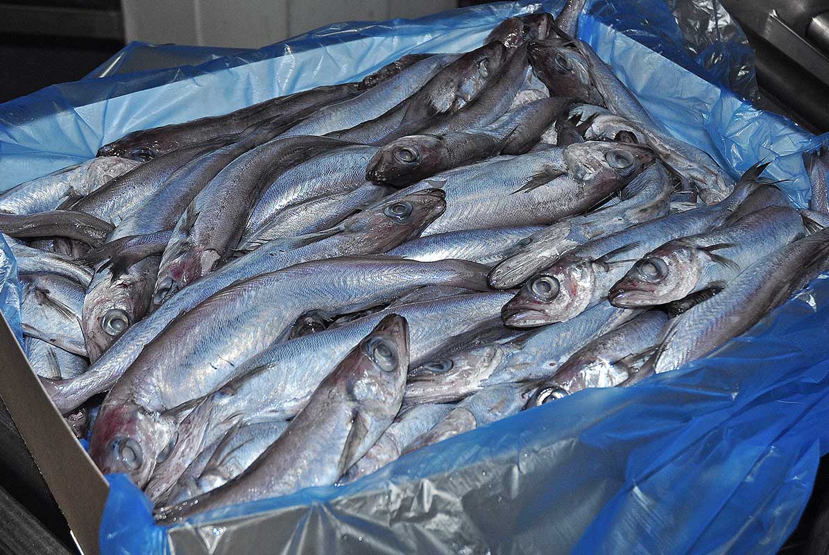 Whiting Fish