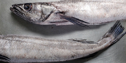 Hake / Panla / Merluza  Fish (Head-On)