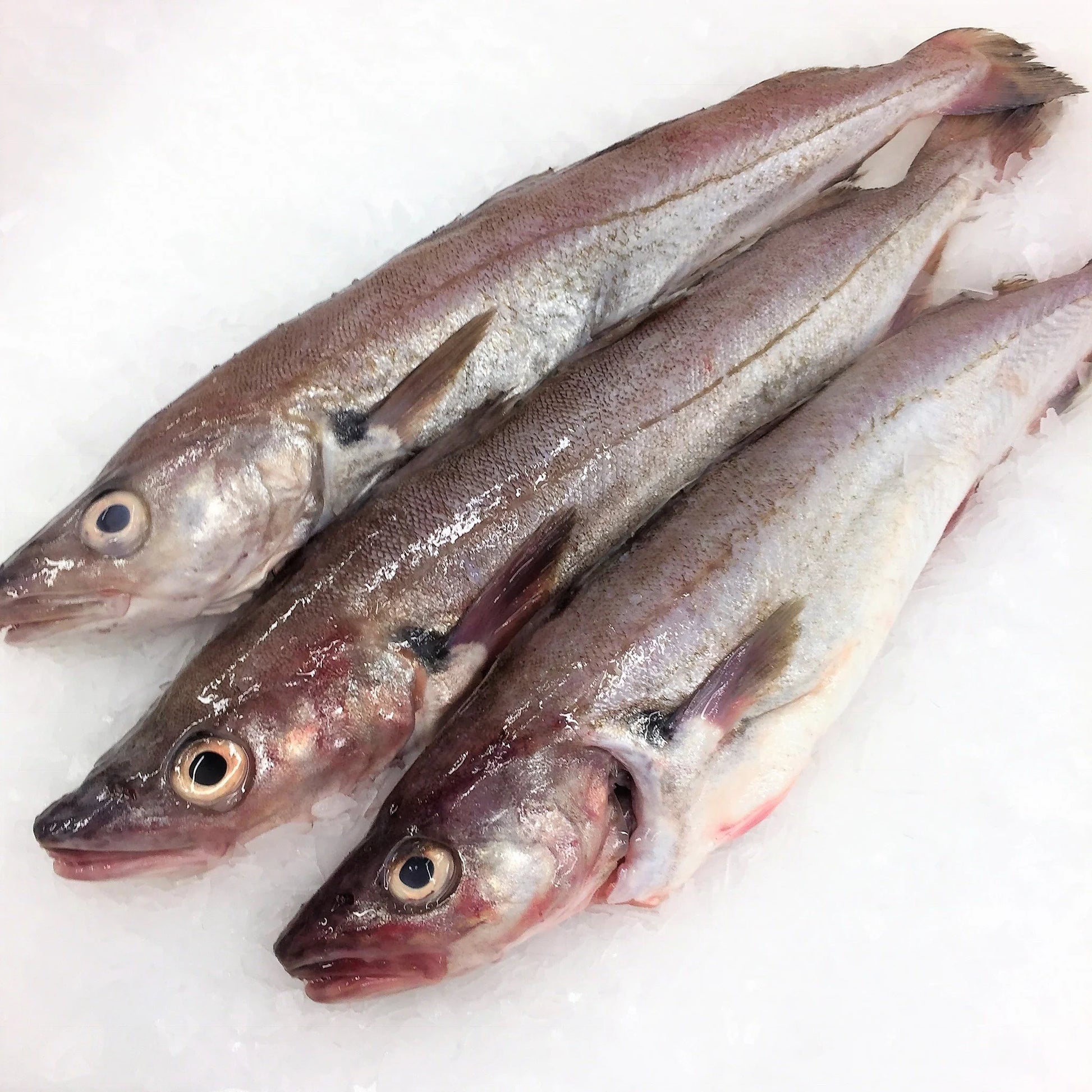 Whiting Fish Whiting Fish