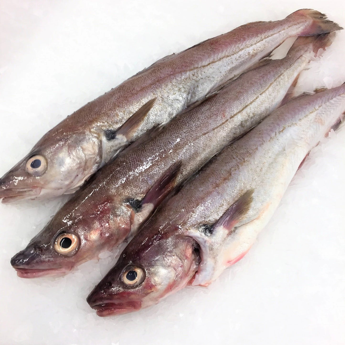 Whiting Fish